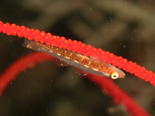 Bryaninops Tigris